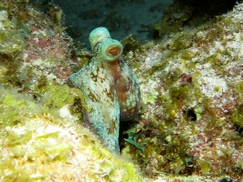 091 Reef Octopus IMG 5918